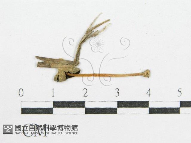 鬼傘屬藏品圖，第3張