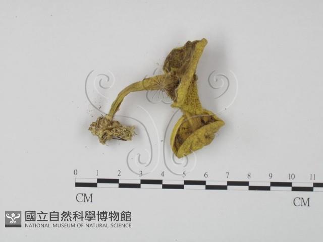 登錄號:F0011008藏品圖，第3張