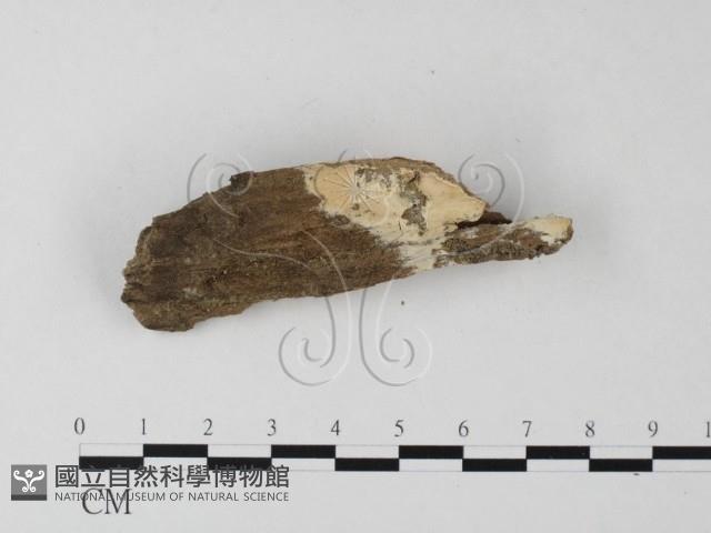 顯絲菌屬藏品圖，第3張