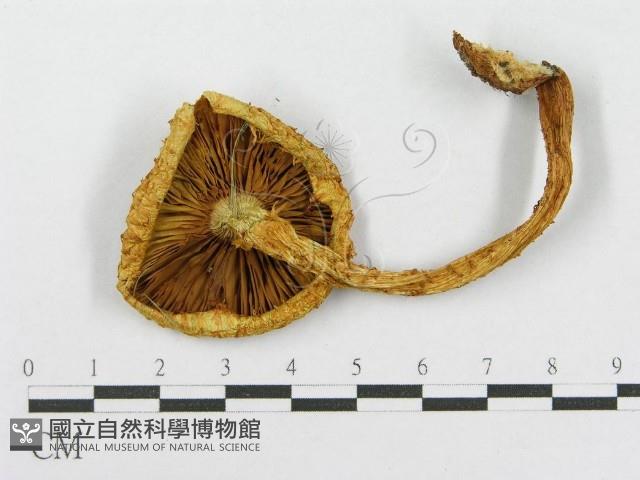 登錄號:F0014008藏品圖，第3張