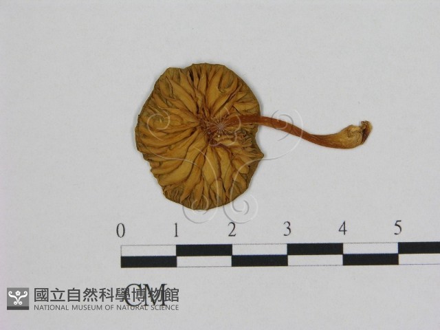 登錄號:F0002008藏品圖，第3張