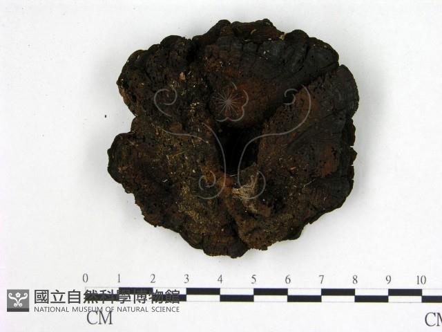 登錄號:F0012008藏品圖，第3張