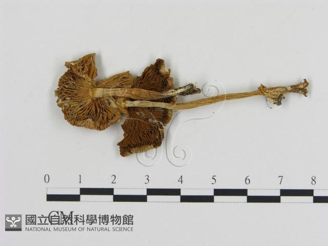 登錄號:F0017008藏品圖，第3張