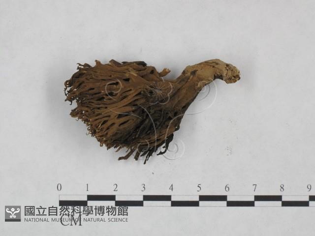 登錄號:F0025008藏品圖，第3張