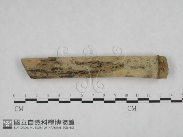 登錄號:F0009008藏品圖，第3張