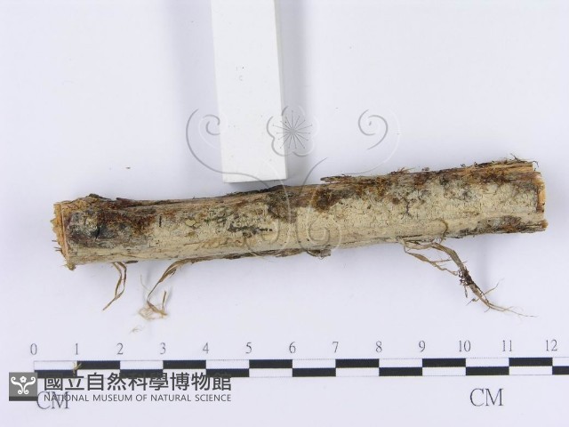 登錄號:F0003008藏品圖，第3張