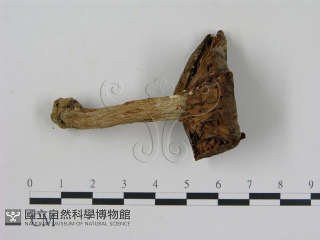 登錄號:F0013008藏品圖，第3張