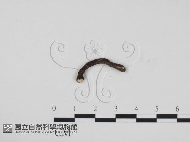 炭角菌屬藏品圖，第3張