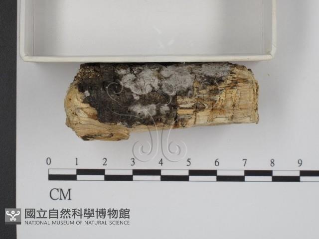 登錄號:F0000308藏品圖，第3張
