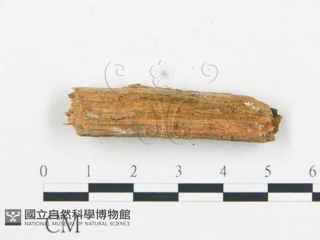 登錄號:F0017308藏品圖，第1張