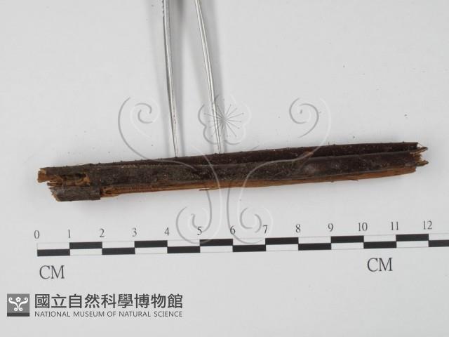 登錄號:F0005308藏品圖，第3張