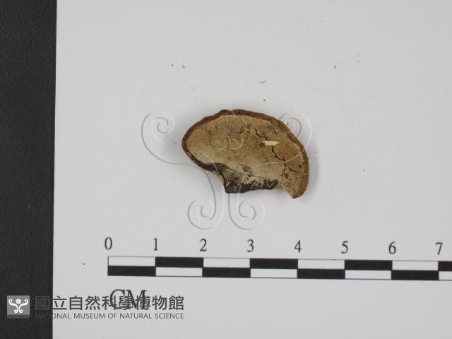 登錄號:F0009308藏品圖，第3張