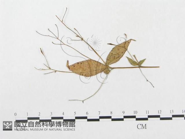 登錄號:F0019308藏品圖，第1張