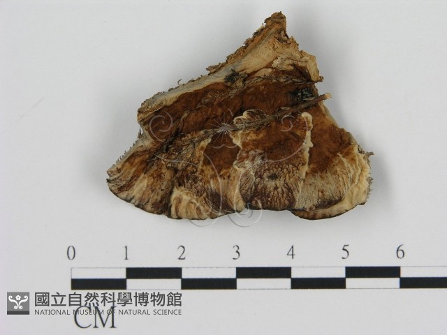 登錄號:F0008218藏品圖，第3張