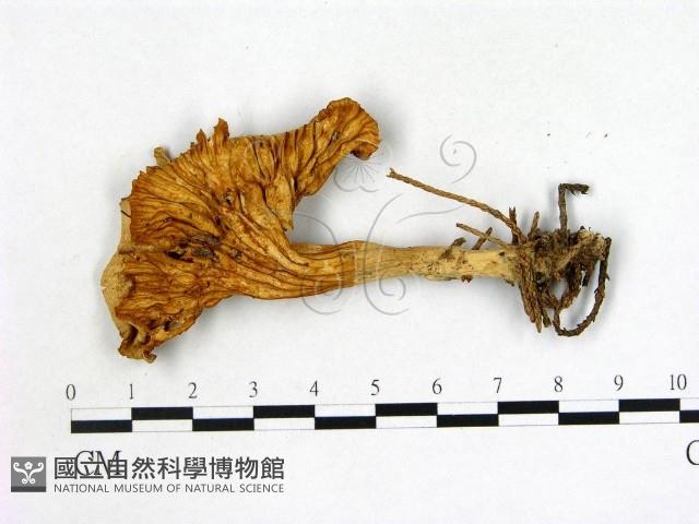雞油菌屬藏品圖，第3張