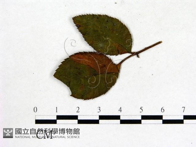 登錄號:F0019218藏品圖，第3張
