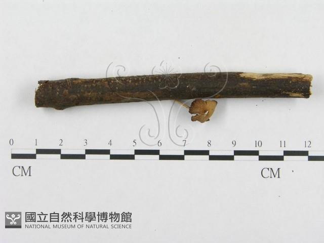 登錄號:F0008418藏品圖，第3張