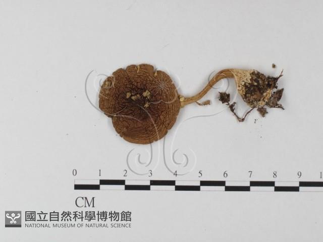 鵝膏屬藏品圖，第3張