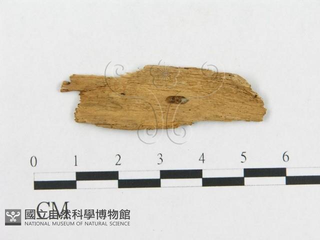 登錄號:F0009518藏品圖，第3張