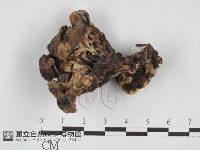 登錄號:F0028118藏品圖，第3張