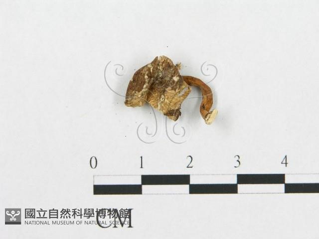 登錄號:F0008118藏品圖，第3張