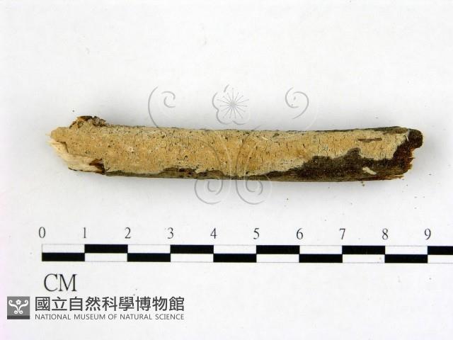 登錄號:F0000118藏品圖，第3張