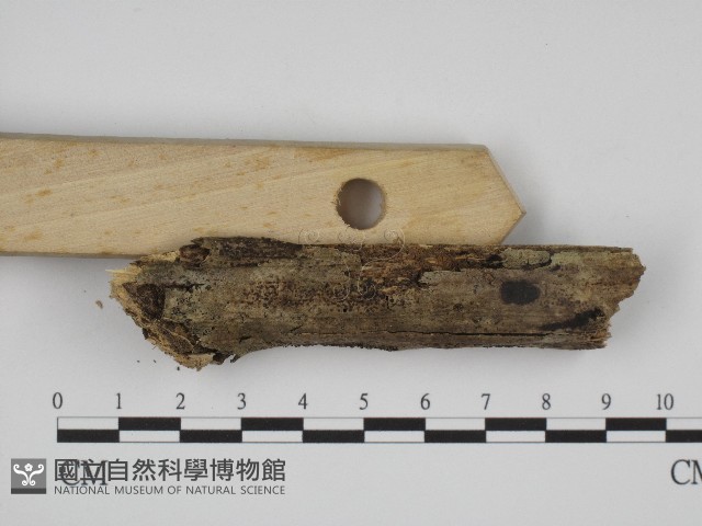叉絲革菌屬藏品圖，第3張