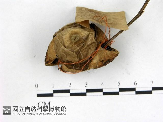 地星屬藏品圖，第3張