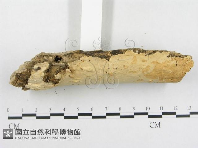 登錄號:F0005118藏品圖，第3張