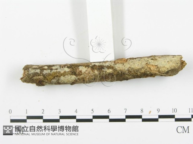 登錄號:F0003118藏品圖，第3張