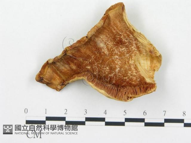 登錄號:F0008018藏品圖，第3張