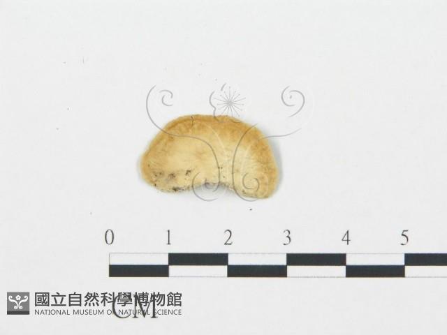 登錄號:F0006018藏品圖，第3張