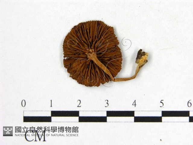 登錄號:F0016018藏品圖，第3張