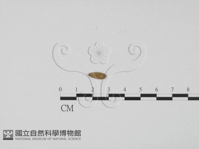 登錄號:F0001018藏品圖，第3張