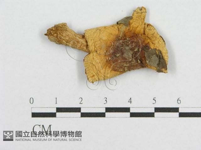 登錄號:F0011018藏品圖，第3張