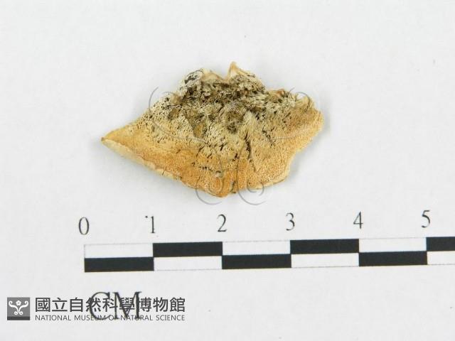 登錄號:F0014018藏品圖，第3張