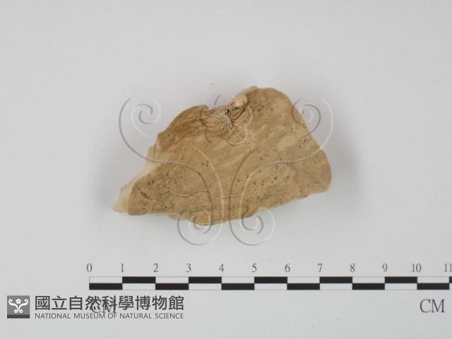 登錄號:F0007018藏品圖，第3張