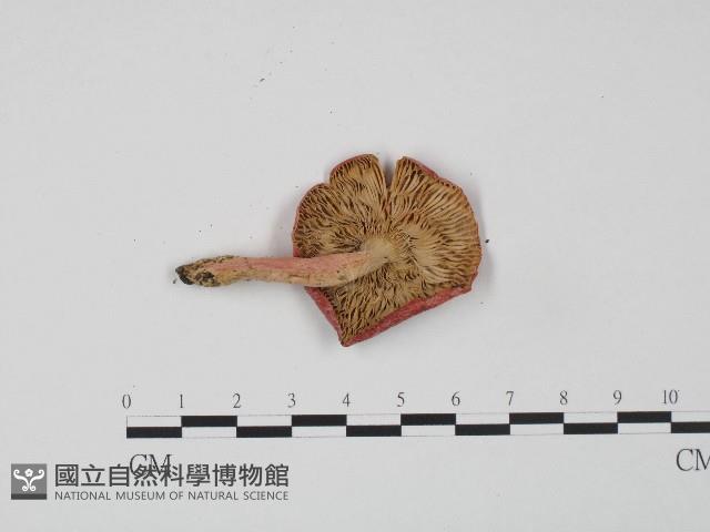 紅菇屬藏品圖，第3張