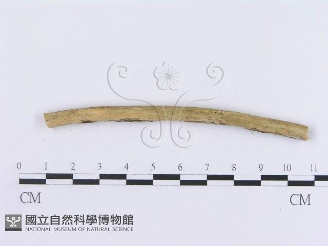 登錄號:F0015018藏品圖，第3張