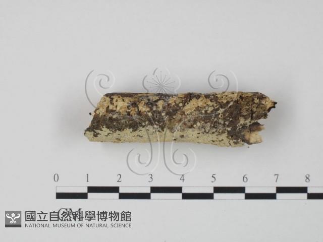 齒耳菌屬藏品圖，第3張