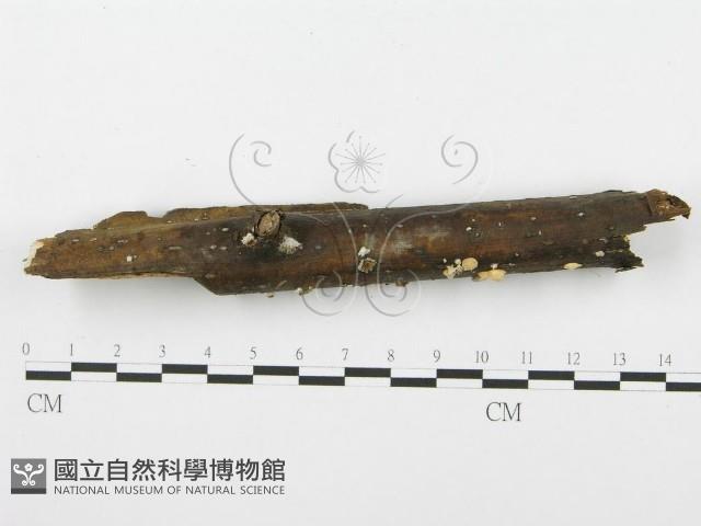 裂褶菌藏品圖，第3張