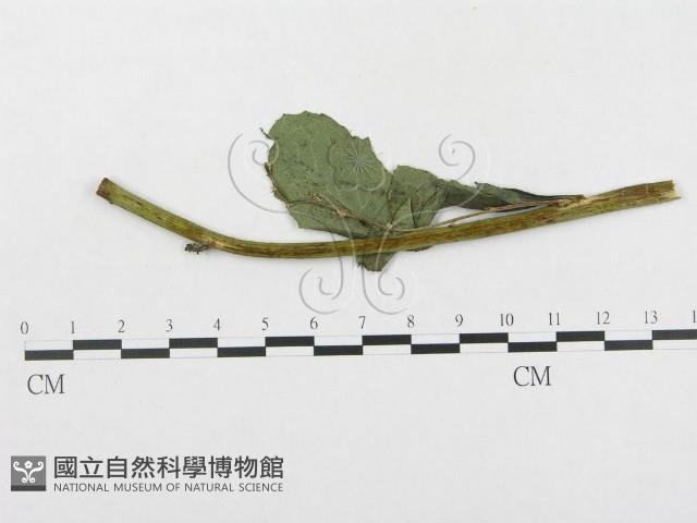 登錄號:F0019318藏品圖，第1張