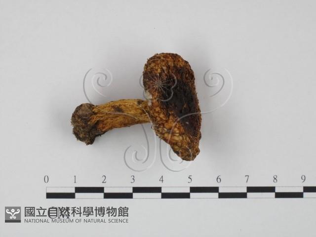 紅菇屬藏品圖，第3張