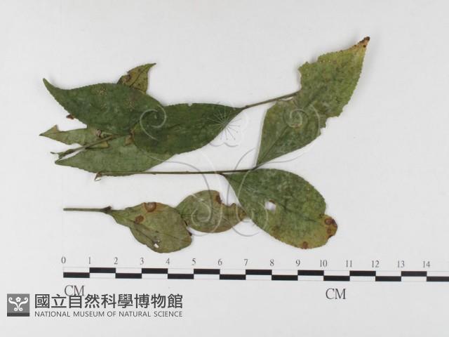 登錄號:F0026298藏品圖，第1張