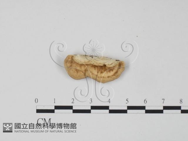 登錄號:F0006298藏品圖，第3張