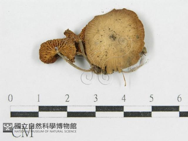 登錄號:F0016298藏品圖，第3張
