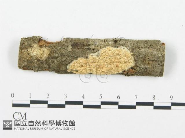 登錄號:F0004298藏品圖，第1張