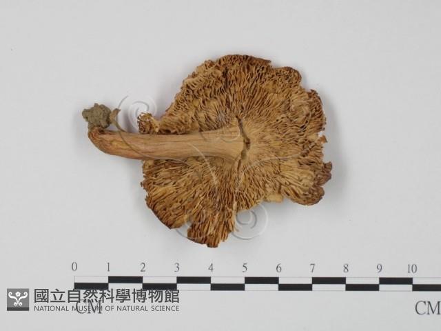 紅菇屬藏品圖，第3張