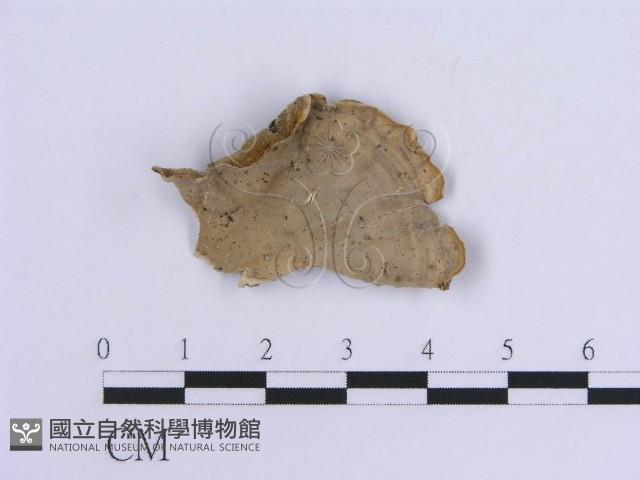 登錄號:F0007298藏品圖，第1張