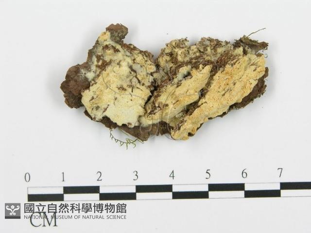 登錄號:F0017298藏品圖，第1張